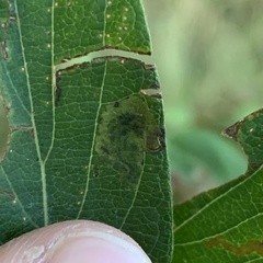 Pterygota