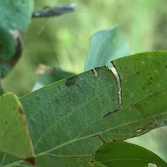 Pterygota