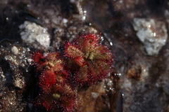 Drosera trinervia