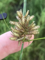 Cyperus diandrus