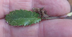 Alepidea delicatula