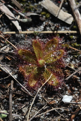 Drosera zeyheri