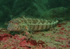 Parapercis xanthozona