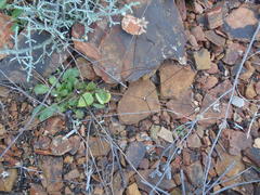 Alepidea delicatula