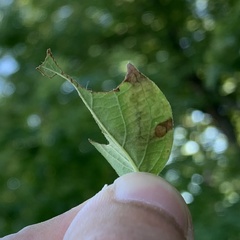 Pterygota
