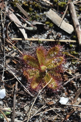 Drosera zeyheri