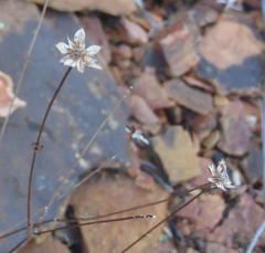 Alepidea delicatula