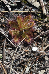 Drosera zeyheri