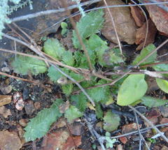 Alepidea delicatula