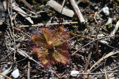 Drosera zeyheri
