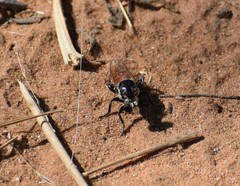 Cerotainiops
