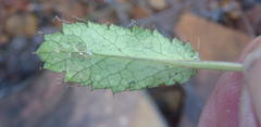 Alepidea delicatula