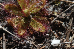 Drosera zeyheri