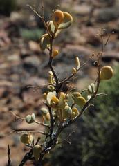Tetraena prismatocarpa