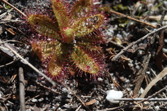 Drosera zeyheri