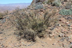 Tetraena prismatocarpa