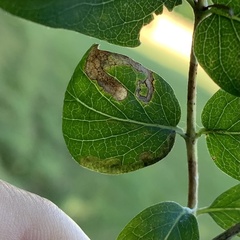 Pterygota