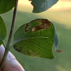 Pterygota