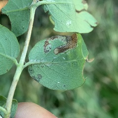 Pterygota
