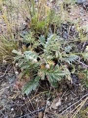 Potentilla sericea
