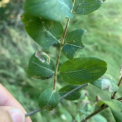 Pterygota