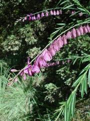 Polygala virgata virgata