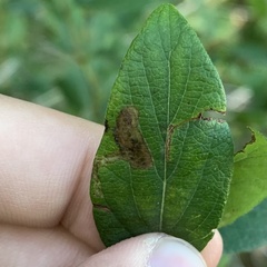 Pterygota