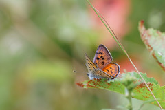 Lycaena alciphron gordius