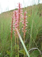 Satyrium macrophyllum
