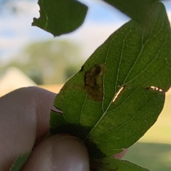 Pterygota