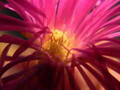 Lampranthus tenuifolius