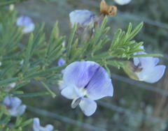 Psoralea axillaris
