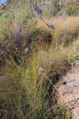 Allium dregeanum