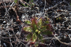 Drosera zeyheri