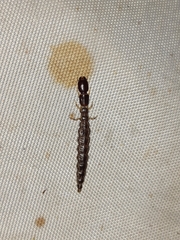 Raphidiinae