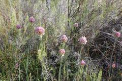 Allium dregeanum