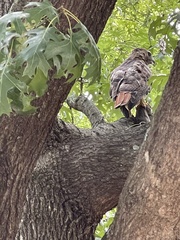 Buteo jamaicensis