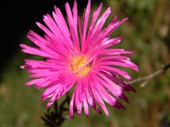 Lampranthus tenuifolius