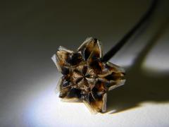 Lampranthus tenuifolius
