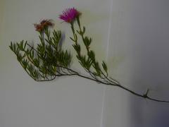 Lampranthus tenuifolius