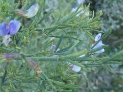 Psoralea axillaris