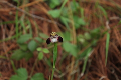 Tigridia pulchella