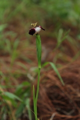 Tigridia pulchella