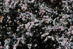 Eberlanzia clausa