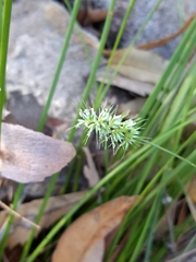 Echinopogon