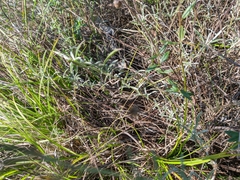 Convolvulus cantabrica