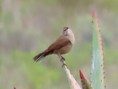 Cercotrichas coryphoeus coryphoeus