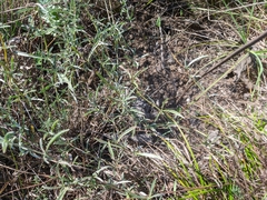 Convolvulus cantabrica