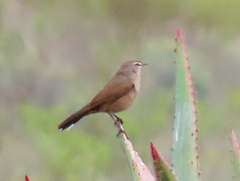 Cercotrichas coryphoeus coryphoeus