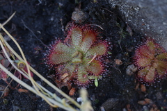 Drosera trinervia